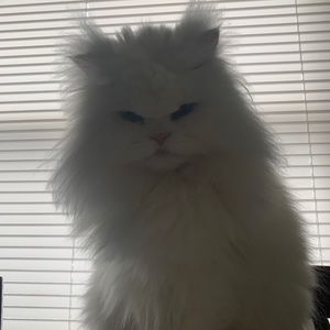 Meet your Posher, Fabiola